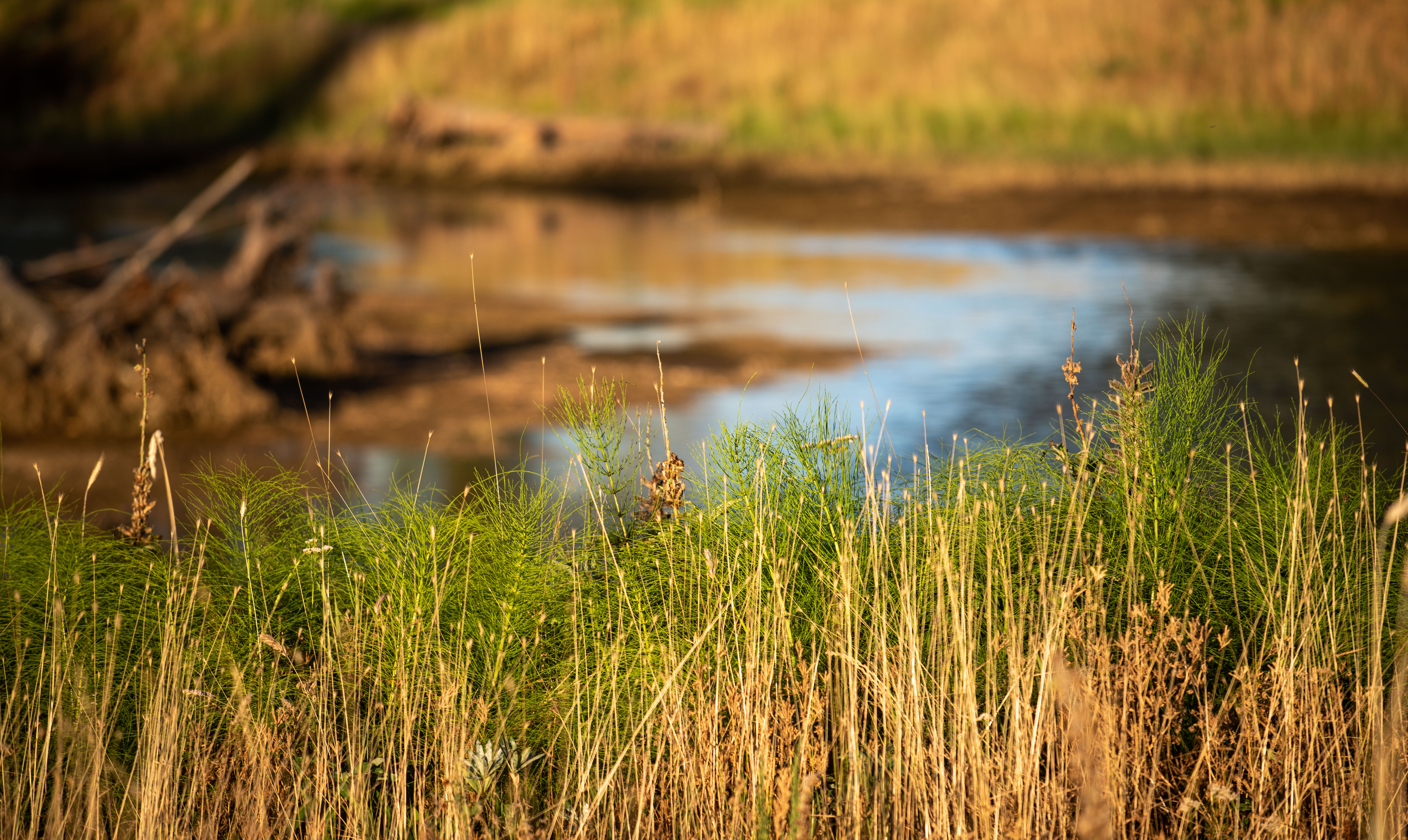 Wapato Creek
