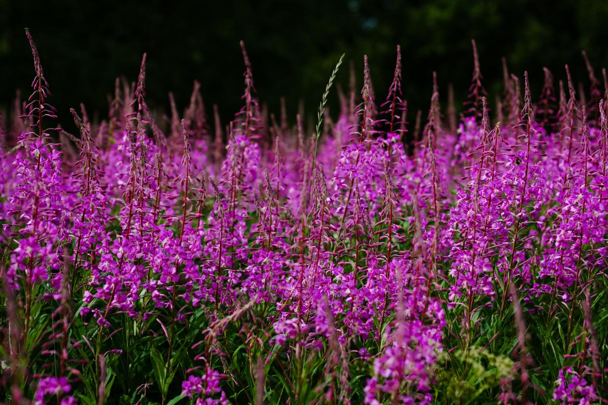 photo of dark purple flowers