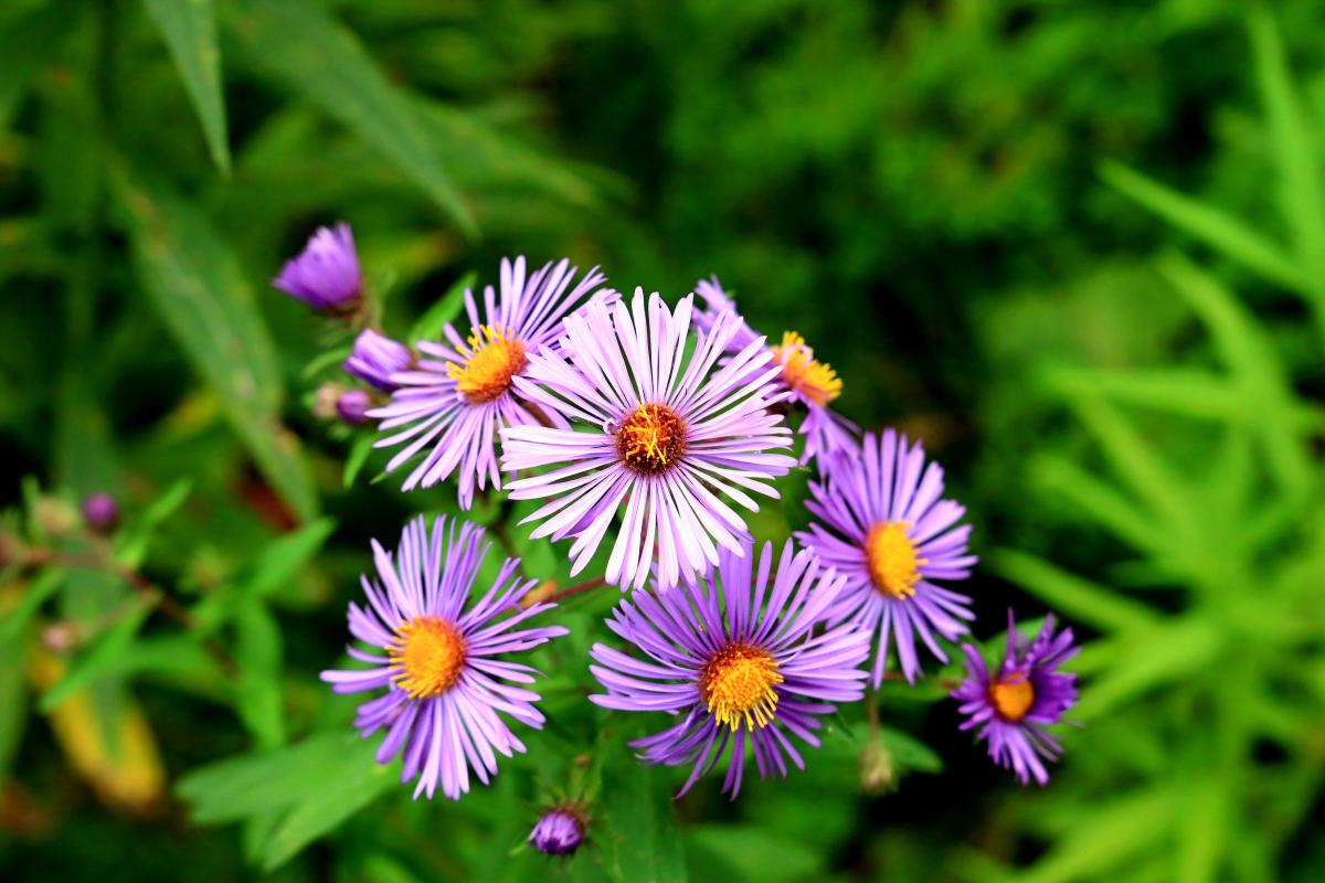 photo of small flowers with purple petals and yellow center